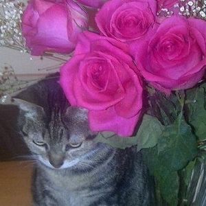 Meet your Posher, Sheryl